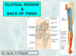 L15-Gluteal Region+Back of Thigh