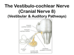 Lecture 12- Cranial nerve 8 (Vestibulo