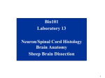 Bio101_Lab13