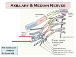 Lecture 8 -Axillary & Median Nerves
