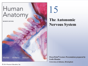 The Autonomic Nervous System