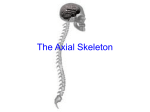 The Axial Skeleton