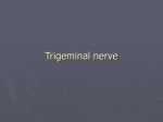 Trigeminal nerve