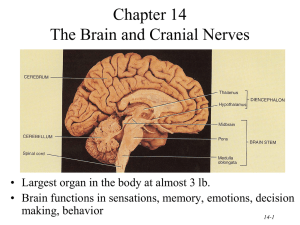 Central Nervous System