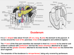 28-duodenum & Pancreas