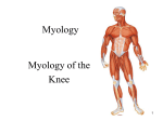 Muscles of the Knee