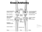 Knee Anatomy - PA