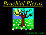 Brachial Plexus