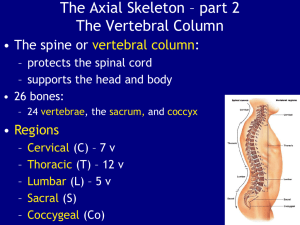 Chapter 7-vertbrae