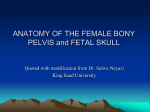 ANATOMY OF THE FEMALE BONY PELVIS & FETAL SKULL