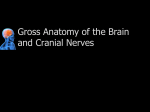 Gross Anatomy of the Brain and Cranial Nerves