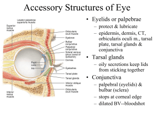 View with Ophthalmoscope