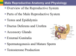 10a Reproductive System