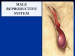 01 Male Pelvic Organs (2)