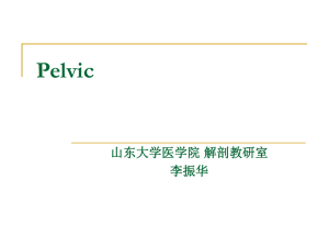 Pelvis and perineum