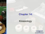 Chapter 14 - Kinesiology - Delmar