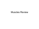 Muscles Review - Teacher Pages