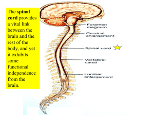 spinal nerves