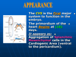 heart tube and pericardiumt