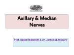 Axillary & Median Nerves