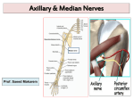 8-Axillary & Median Nerves 2013