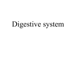 digestive sys 212 (M..
