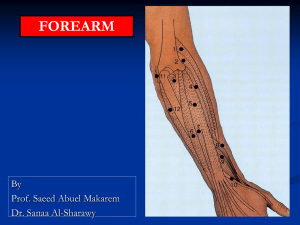 13 ms Forearm2011-12