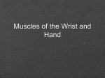 Muscles of the Wrist and Hand