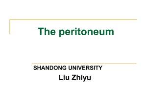 The peritoneum 腹膜