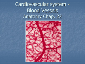 Upper extremity arteries & veins