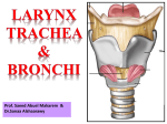 2-Larynx, Trachea & Bronchi