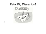 Fetal Pig Dissection Power Point