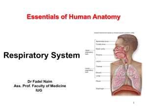 Essentials of Human Anatomy 17