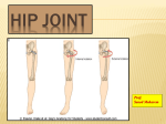 20-hip joint