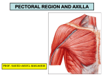 7-pectoral region & axilla2014-12