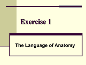 Exercise 1 The Language of Anatomy