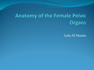 01_Anatomy of the female genital organ[1]