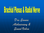 04Brachial_plexus_&_Radial_nerve2012-09