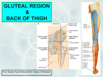 Lecture 16 - Gluteal Region+Back of Thigh