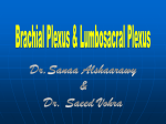 4-brachial plexus & Lumbosacral Plexus-20152015-08