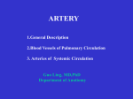 marking the start and the end of an artery 3) Branches