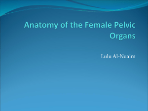 01 Anatomy of the female genital organ[1]