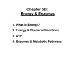 Chapter 5B: Energy &amp; Enzymes 1. What is Energy?