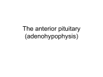 The anterior pituitary (adenohypophysis)