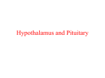 ENDOCRINE.Hypothalamus.and.Pituitary