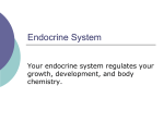 Endocrine System - East Porter County School Corporation