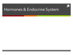 Hormones & Endocrine System