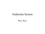 Endocrine System - Southwest High School
