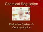 Chemical Regulation Endocrine System communication