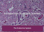 Endocrine System ppt